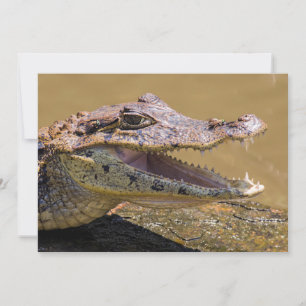 Lächelnder Krokodil in Tortuguero - Costa Rica Einladung