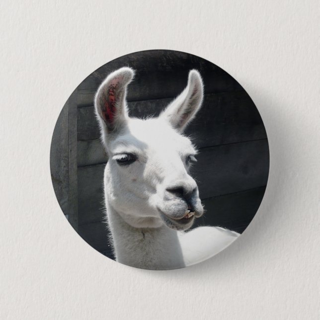 Lächelnder Lama-Button Button (Vorderseite)