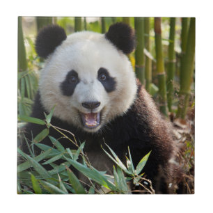 Lächelnder Panda-Porträt Fliese