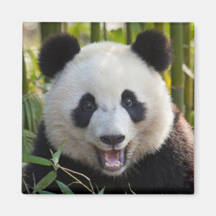 Lächelnder Panda-Porträt Magnet