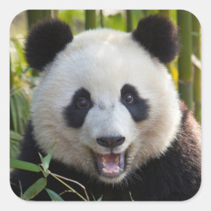 Lächelnder Panda-Porträt Quadratischer Aufkleber