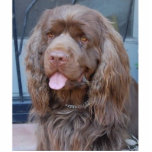 LÄCHELNDER SUSSEXSPANIEL FOTOSKULPTUR ORNAMENT<br><div class="desc">Dieser reizend SussexSpaniel wurde Liebe, Sie für die Feiertage zu verbinden.</div>