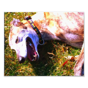 Lächelnder Windhund liegt in der Sonne Fotodruck