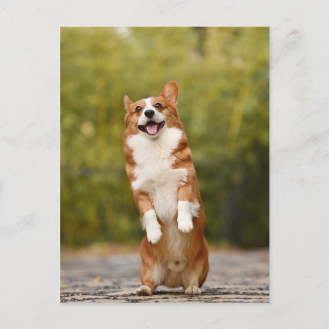 Lächelndes Corgi Foto Postkarte (Vorderseite)