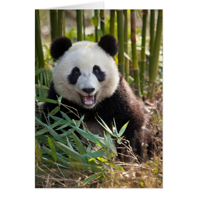 Lächelndes Panda Portrait (Vorne)