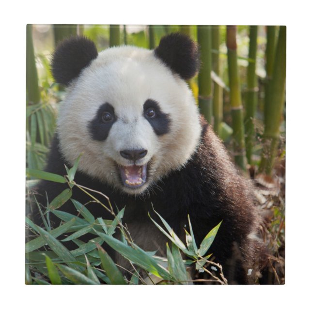 Lächelndes Panda Portrait Fliese (Vorderseite)