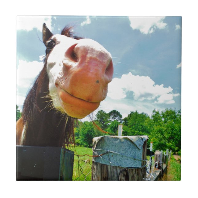 Lächelndes Pferd Fliese (Vorderseite)