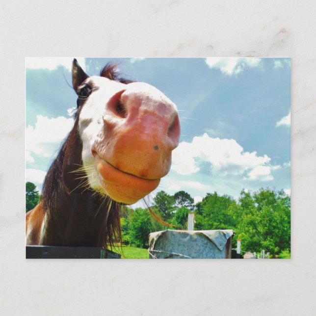 Lächelndes Pferd Postkarte (Vorderseite)
