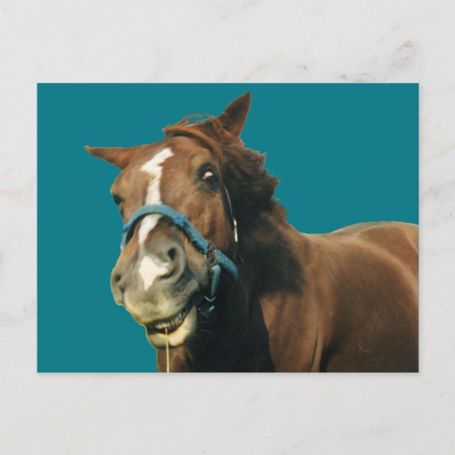 Lächelndes Pferd Postkarte (Vorderseite)