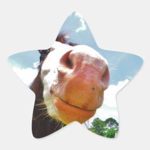 Lächelndes Pferd Stern-Aufkleber
