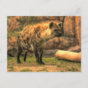 Lachen Hyena (Ver. 2.0):Postkarte Postkarte