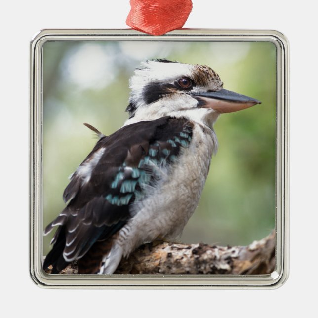 Lachen Kookaburra auf Fraser Island Australien Ornament Aus Metall (Vorne)