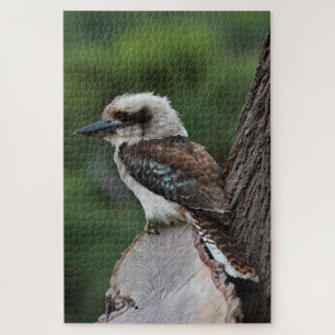 Lachen Kookaburra Bird in einem Baum, 1014 Stücke