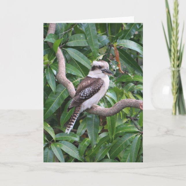 Lachen Kookaburra Grußkarte Karte (Vorderseite)