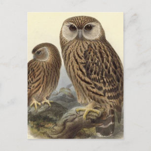 Lachende Eule Vintage-Illustration Postkarte