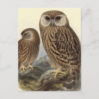 Lachende Eule Vintage-Illustration Postkarte