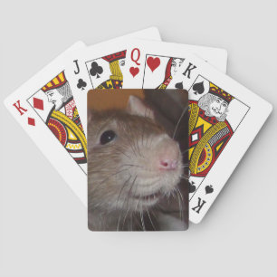 lachende Ratte spielt Karten Spielkarten