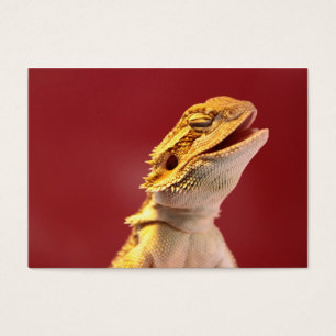 Lachender bärtiger Drache