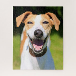 Lachender Hund Getty Bild-