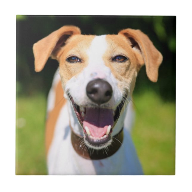 Lachender Hund Getty Bild-| Fliese (Vorderseite)