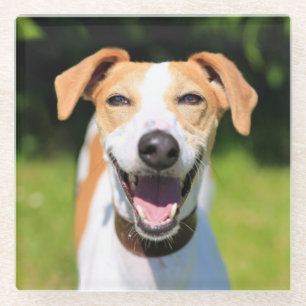 Lachender Hund Getty Bild- Glasuntersetzer