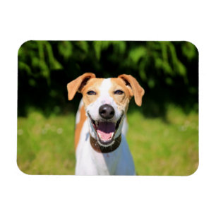 Lachender Hund Getty Bild-  Magnet