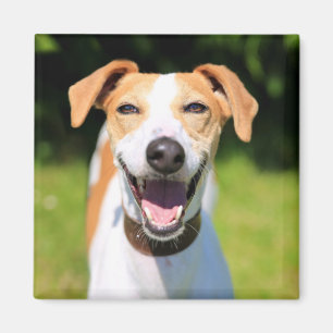 Lachender Hund Getty Bild-  Magnet