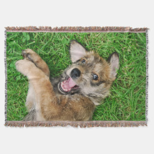 Lachender HundBerger Picard Welpe, bequem Decke