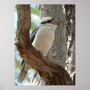Lachender Kookaburra auf einem Eukalyptusbaum Poster