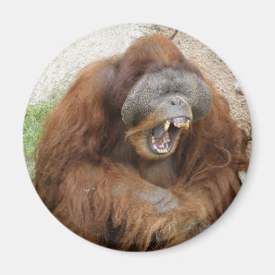 Lachender Orang-Utan Magnet