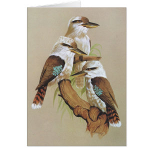 Lachendes Kookaburra - Dacelo gigas