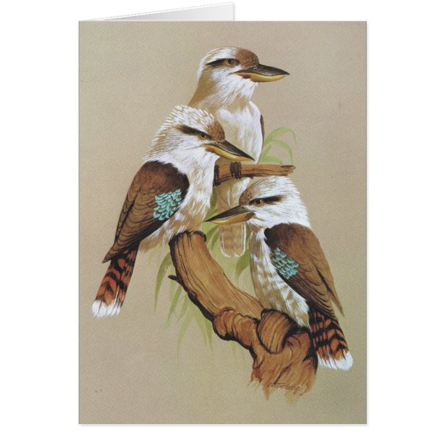 Lachendes Kookaburra - Dacelo gigas (Vorne)