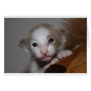 Lächerlich niedliches Babykitt