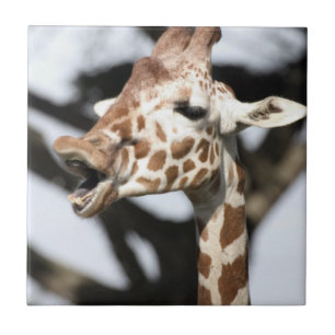Lachhaft gesichtige Giraffe, San Francisco Fliese