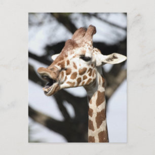 Lachhaft gesichtige Giraffe, San Francisco Postkarte
