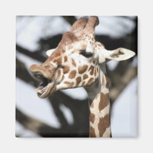 Lachhaft gesichtige Netz-Giraffe, San Francisco Magnet