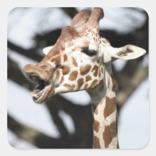 Lachhaft gesichtige reticulated Giraffe, San Franc Quadratischer Aufkleber