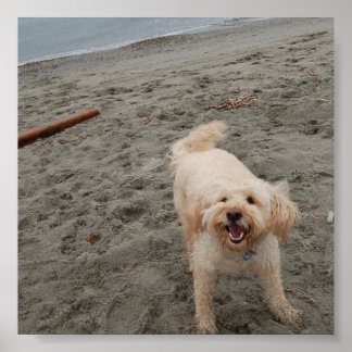 lachingchuck2 poster