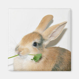 Lächle, wenn du das isst magnet