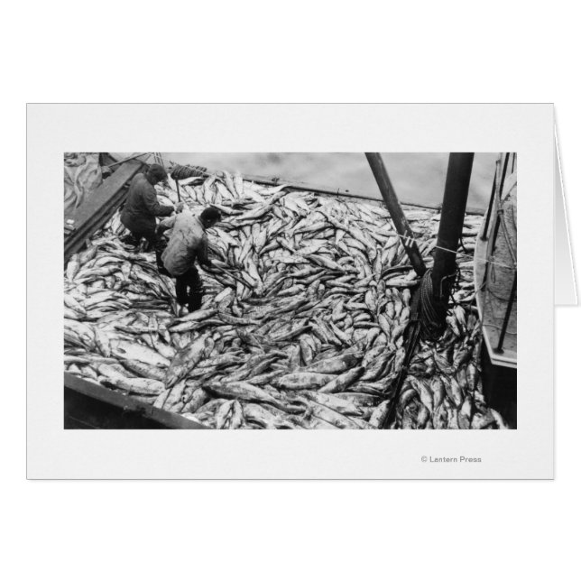 Lachs aus Fischereifahrzeugen entladen Fotografie (Vorderseite (Horizontal))