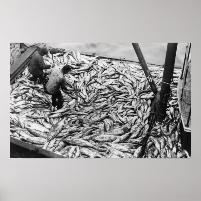 Lachs aus Fischereifahrzeugen entladen Fotografie Poster (Vorne)