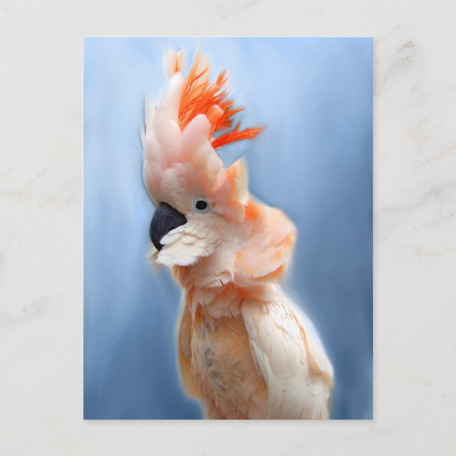 Lachs Created Cockatoo Postkarten (Vorderseite)
