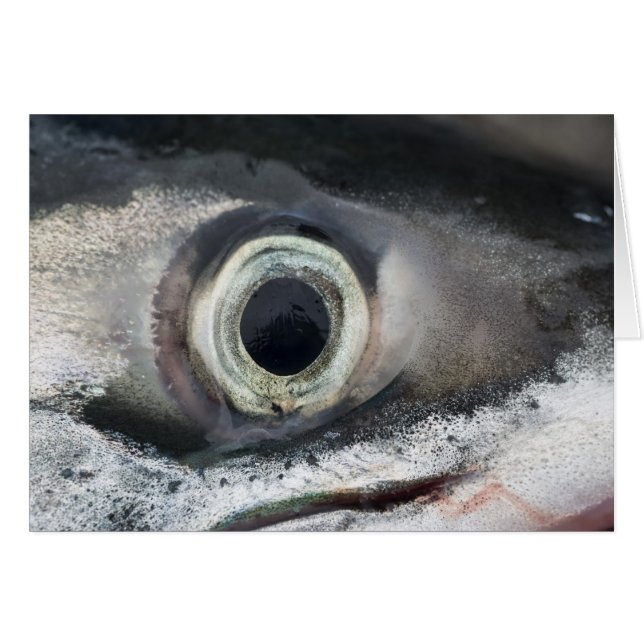 Lachs Eye (Vorderseite (Horizontal))