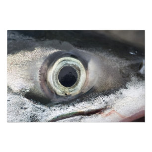 Lachs Eye Fotodruck