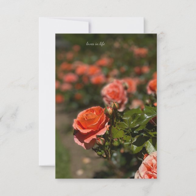 Lachs Farbige Rose Mitteilungskarte (Vorderseite)