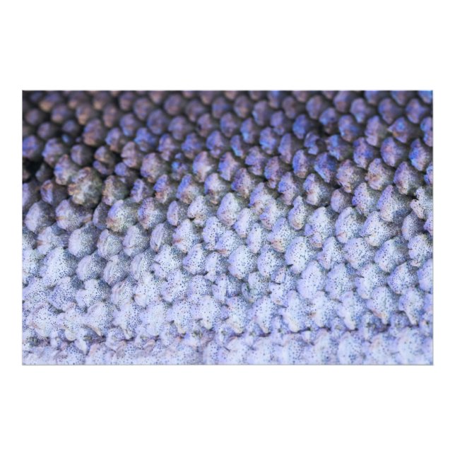 Lachs Fotodruck (Vorne)