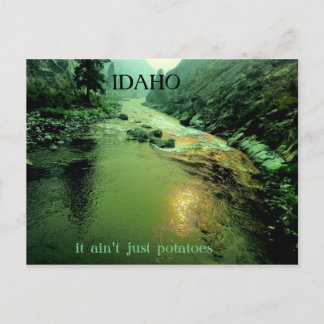 Lachs in Idaho Postkarte