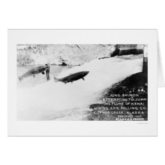 Lachs Jumping Alaska 1907