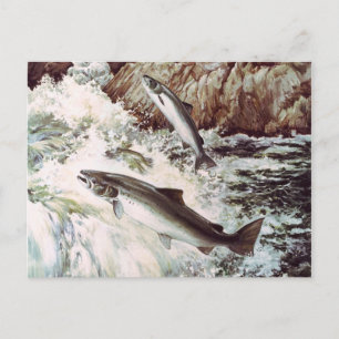 Lachs-Laufkarte Postkarte