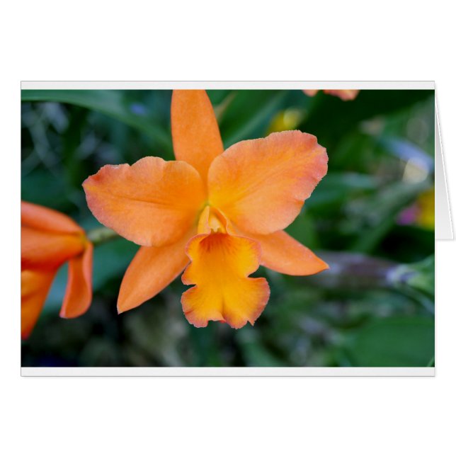 Lachs Orchid (Vorderseite (Horizontal))